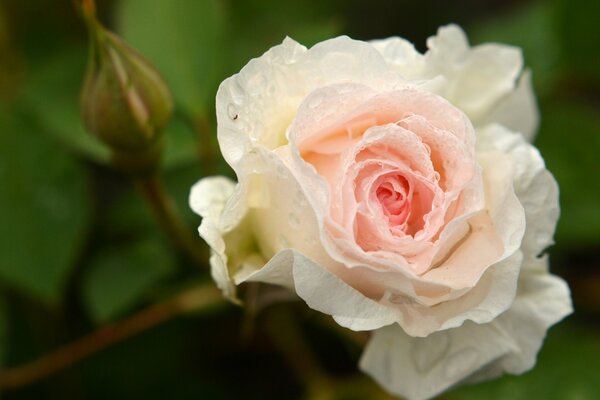 Eine zarte Rose in Regentropfen