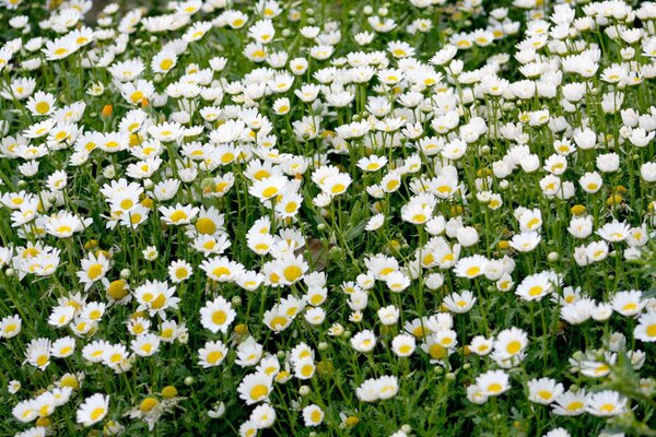 Lots of daisies on a green field