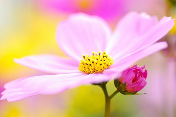 Flor de casmea lila con polen