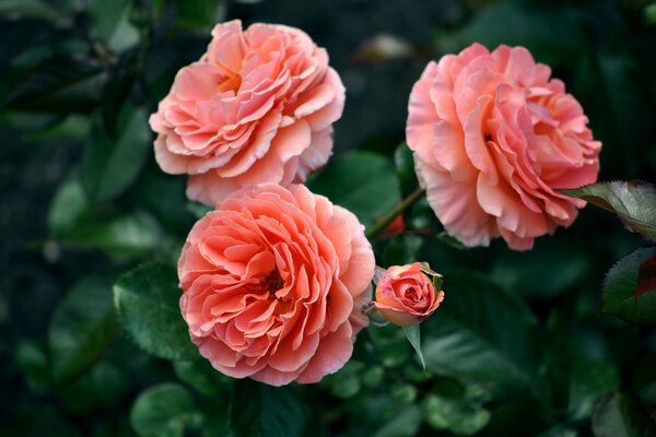 Beautiful pink roses in macro photography