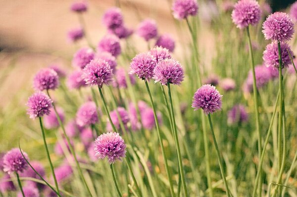 Feldblumen. Die Natur. schöne Blumen