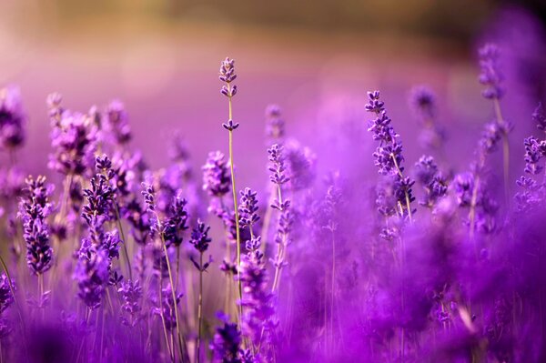 Foto de campo de lavanda púrpura en estilo bokeh