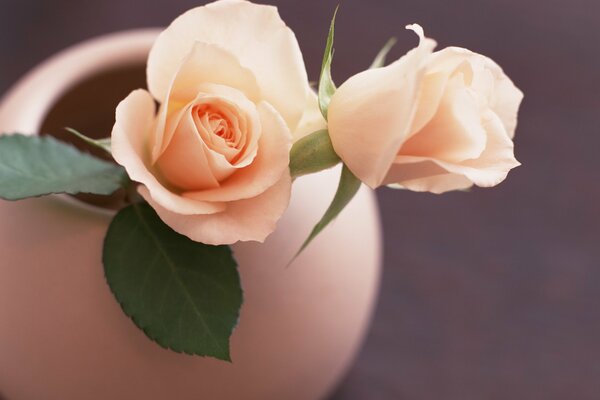 Delicate tea rose in a vase