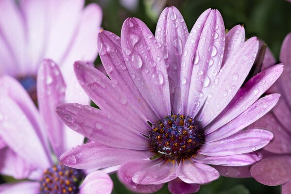 Flores Lilas con Rocío después de la lluvia