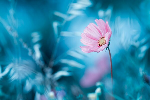 Flor solitaria sobre fondo frío