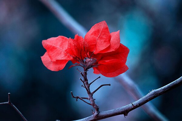 Macro de feuilles rouges sur une branche