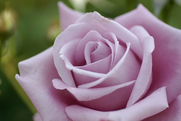 Rose pâle rose macro tir