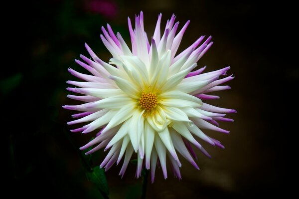 White dahlia with purple petals on a black background