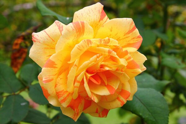 Прекрасный оранжевый бутон розы