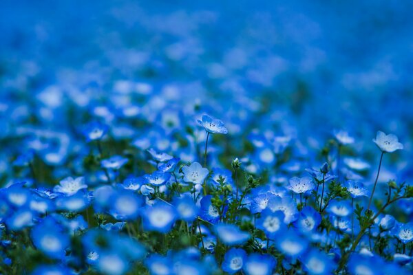 Flores azules sobre fondo borroso