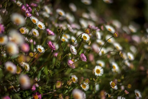 A clearing with cute unpretentious flowers