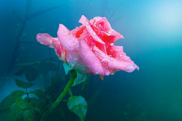 Rosebud with dew drops