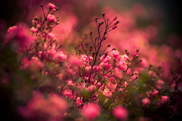 Lots of crimson roses in nature