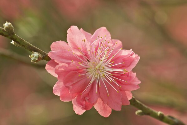 Pink flower on a branch with buds