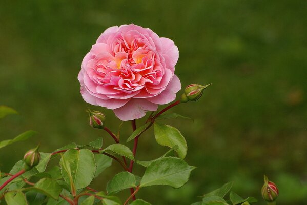 Rosa rosa crece en el Jardín