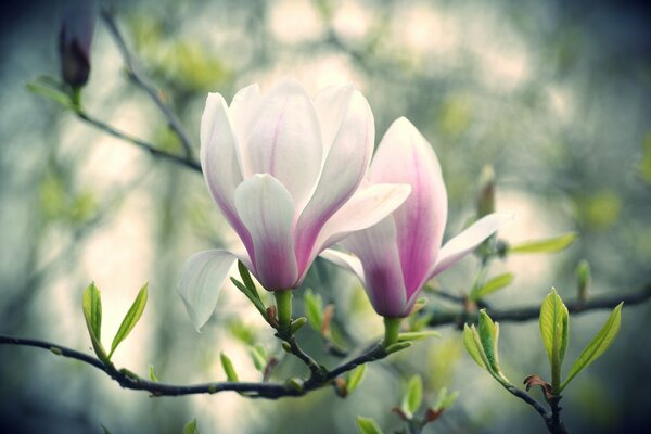 A branch of white-pink magnolia flowers