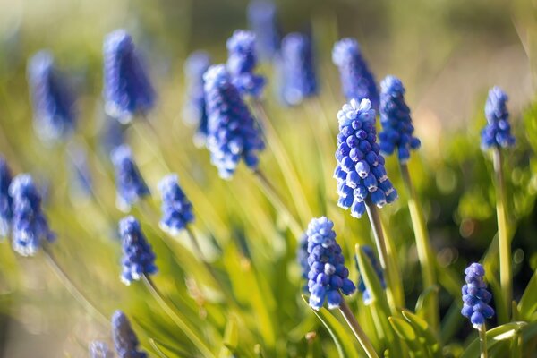 Muscari ist blau mit unscharfen Hintergründen