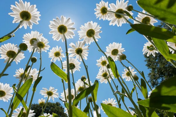 Daisies photographed from below against a blue sky background