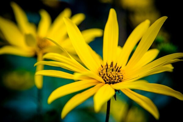 A flower with yellow petals