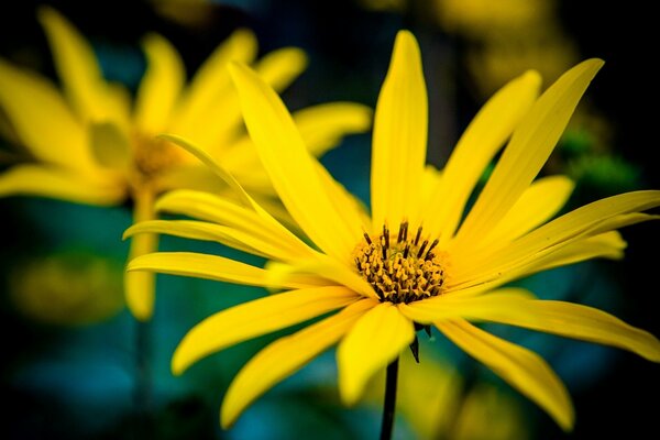 Fleur aux pétales jaunes