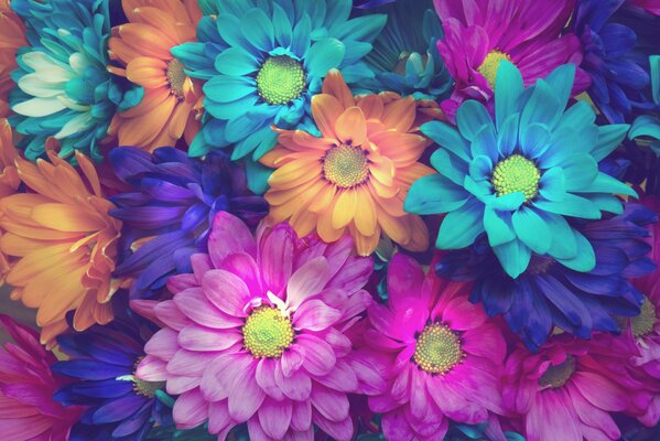 Background of multicolored flowers