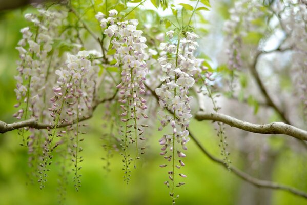 Kwitnąca Wisteria piękno natury