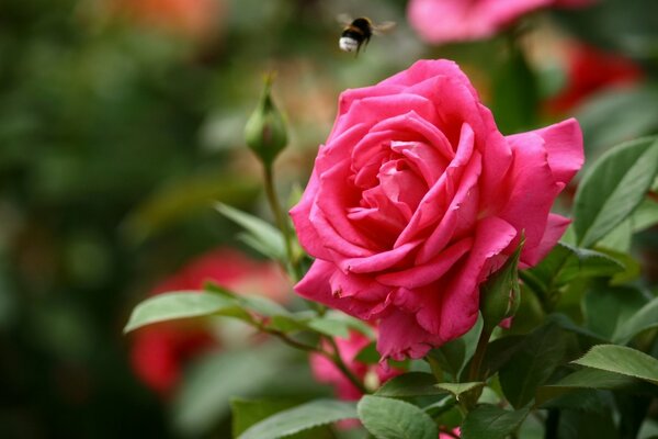 A small bumblebee over a huge rosebud