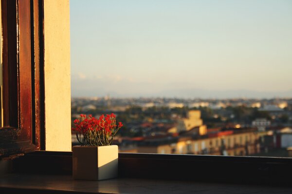 Mattina presto, vista dalla finestra