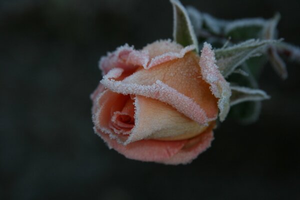Beautiful Rose in the garden with frost on the petals