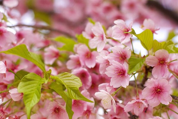 Las cerezas florecen en una primavera soleada