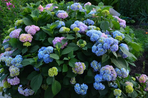 Hortensienblüten im Sommergarten