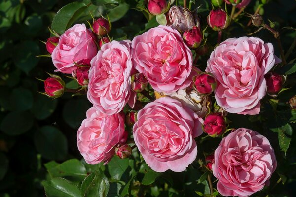 Rose bush with buds