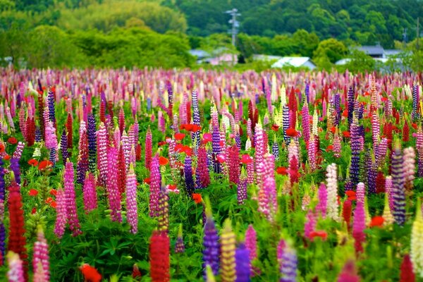 A field of beautiful flowers in the village