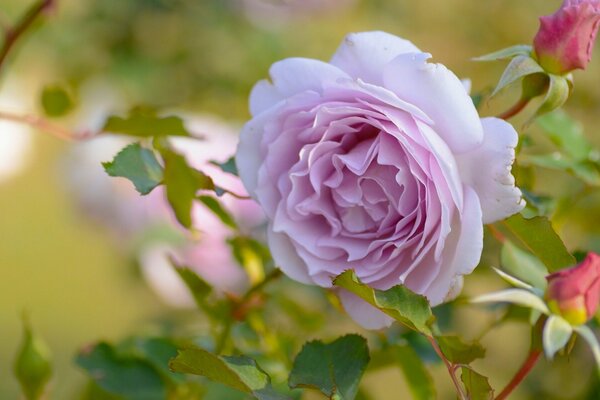 Doux bourgeon de rose pâle