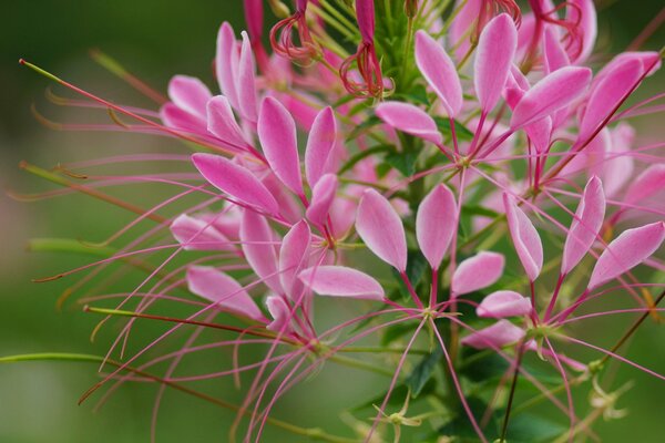 Wildblumen mit rosa Ranken