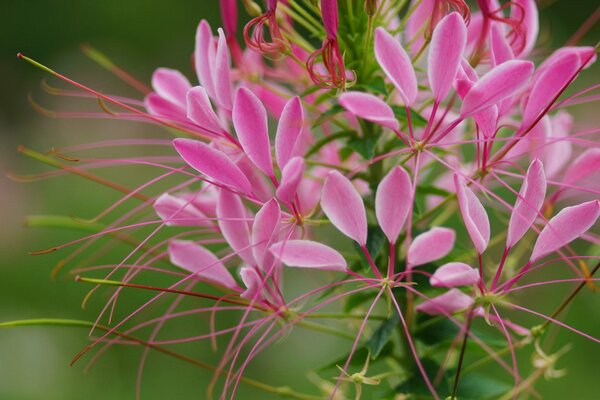 Wildflowers with pink tendrils