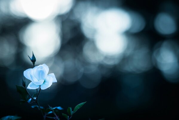 Rosa azul sobre fondo helado