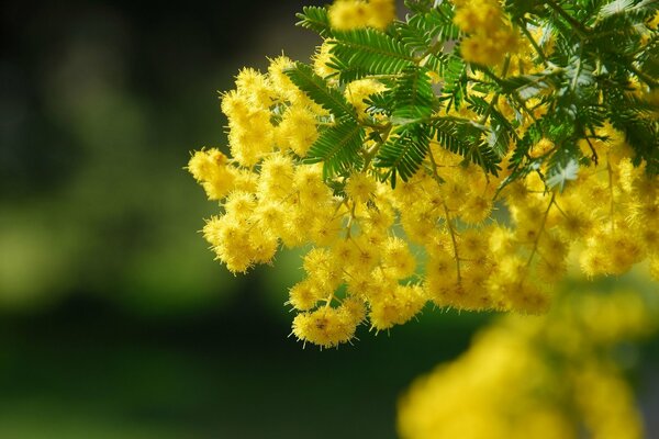 Rama ampliada de Acacia amarilla