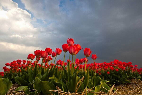 Live red tulips in nature