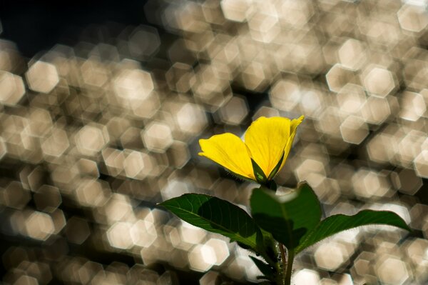 Fleur jaune sur fond flou