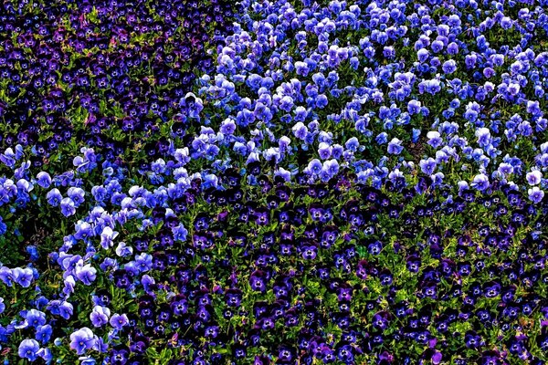 Field with purple pansies