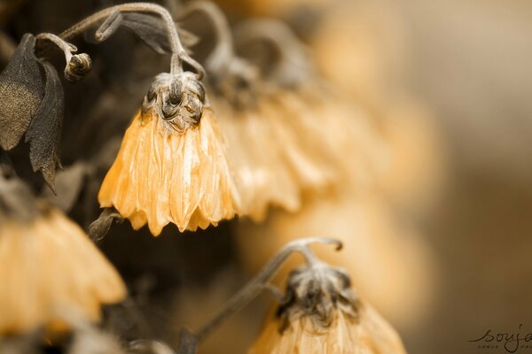 Les fleurs d automne ont accroché leurs bourgeons