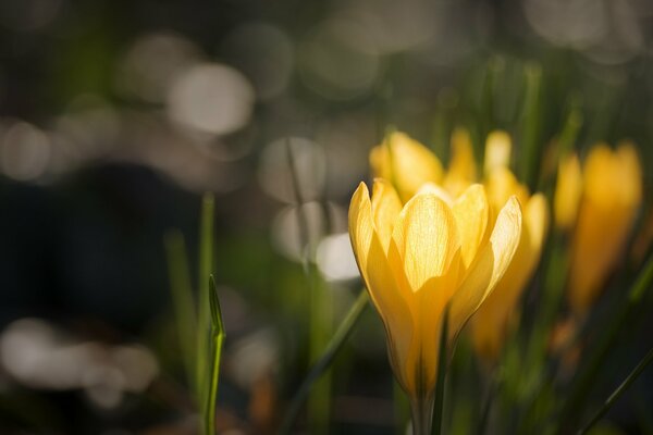 Yellow crocuses on the background of glare