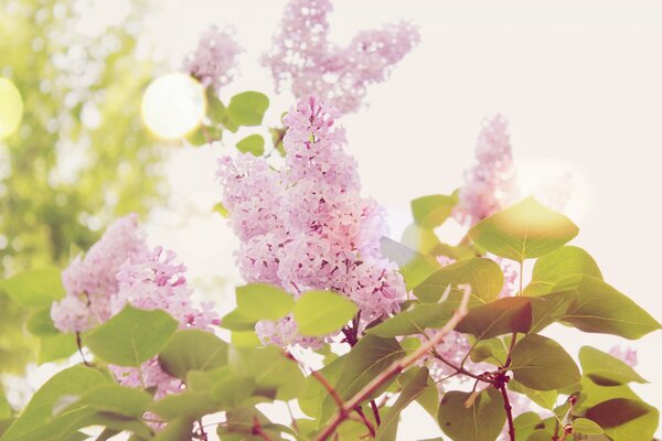 Blooming lilac in the sun