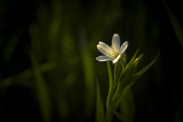 A seedy white flower on a dark green background