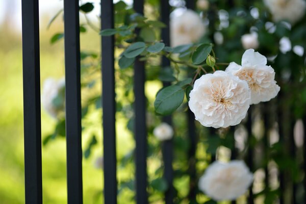 Climbing roses on a lattice fence