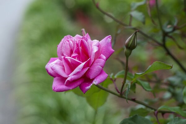 Wild rose petals are bright pink