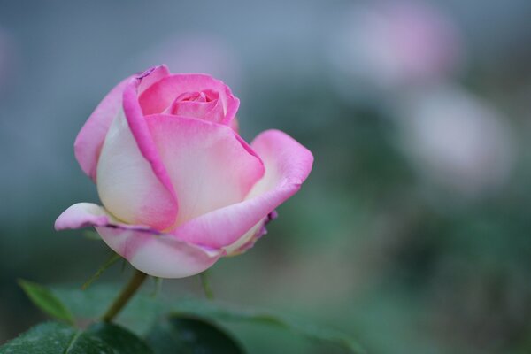 The flower of a delicate white-pink rose in focus