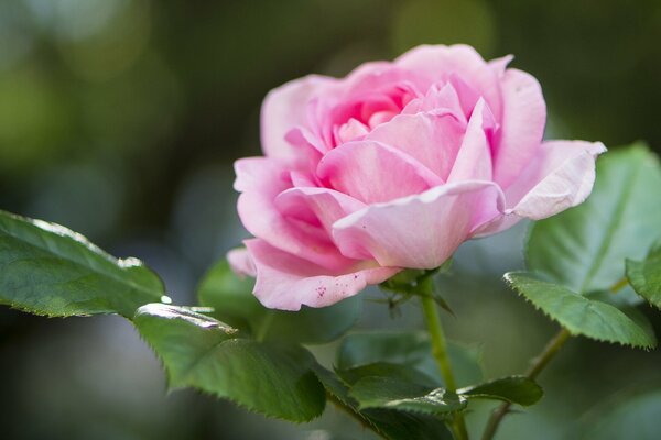 Photo macro d une rose sur fond flou