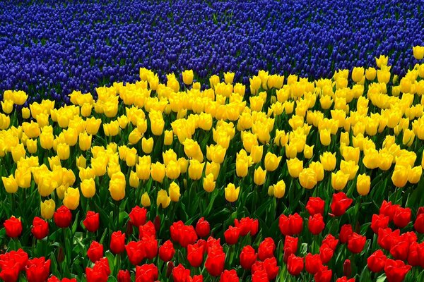 Jardín de Tulipanes en la región de Rostov